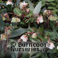 HELLEBORUS x sahinii 'Winterbells' 